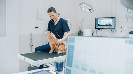Female Veterinarian Diagnosing a Red Maine Coon Cat with Stethoscope. Veterinary Clinic Employee...