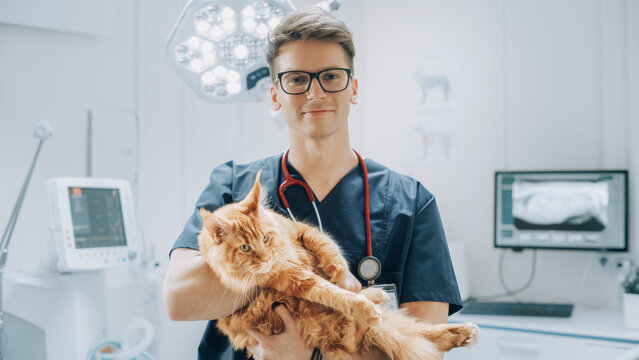 Professional Animal Clinic Specialist with Stethoscope Holding a Red Maine Coon in a Contemporary Medical Veterinary Clinic Facility. Young Male Specialist Looking at Camera and Smiling