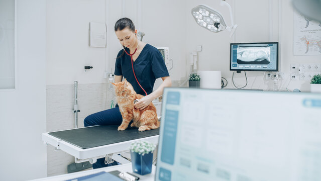 Female Veterinarian Diagnosing a Red Maine Coon Cat with Stethoscope. Veterinary Clinic Employee Using Software on a Desktop Computer to Examine X-Ray Scans for Potential Animal Health Risks