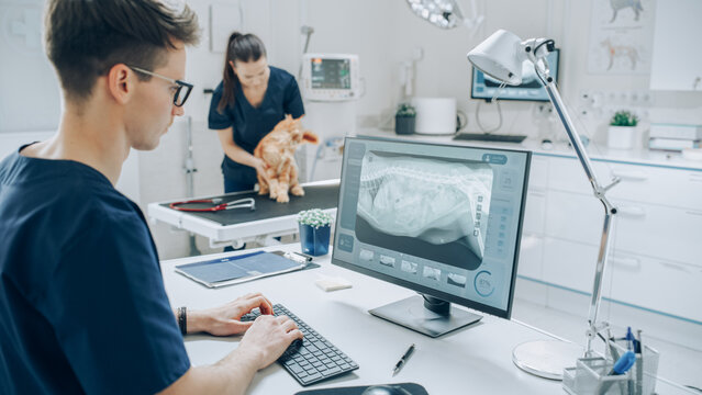 Veterinary Clinic Specialist Working on a Desktop Computer, Using a Software to Examines a Dog's X-Ray Scans for a Potential Bone Fracture. Female Veterinarian Walking in the Background