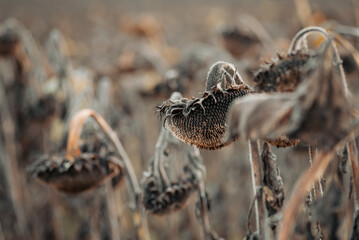 Close up of dried sunflowers in the field ready to be harvested. Dead sunflowers in agricultural field