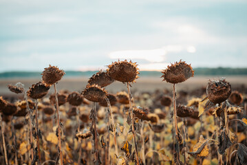 Toned photo of sunflower field in Autumn. Dried and dead sunflowers in agricultural field