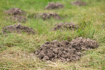 Close up shot of hill of soil made by mole. Mole digging lawn in the garden