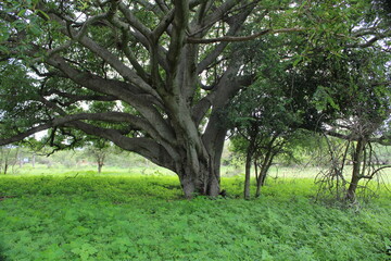 Fototapeta na wymiar Boabab tree