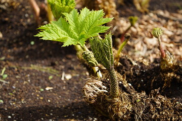 New shoots of Gunnera manicata, known as Brazilian giant-rhubarb or giant rhubarb. Gunneraceae family.