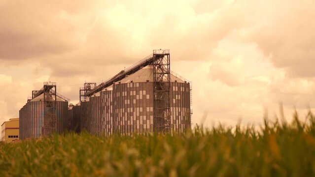Large metal silos, modern grain elevator with a cleaning line and plant for processing, drying, cleaning and storing agricultural products and grain in a green wheat field.