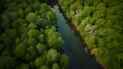 Fototapeta na wymiar Bird's eye drone shot of lush green forest 