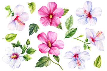 Obraz na płótnie Canvas Hibiscus set on isolated white background, Watercolor vintage floral tropical elements. Watercolor flowers illustration