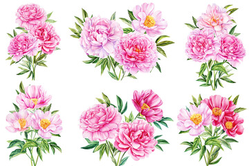 pink peonies flowers on isolated white background, watercolor botanical painting, realistic hand drawn