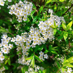 Privet - a shrub of the olive family, with small white heavily scented small white flowers. A young blooming bush with branches and green leaves. Spring blossom background.