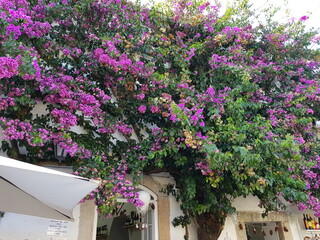 Fototapeta na wymiar house covered by pink flowers, fairytale house, wall covered by flowers and plants