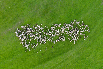 Aerial drone view of herd of sheep grazing in a meadow - obrazy, fototapety, plakaty