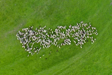Fototapeten Aerial drone view of herd of sheep grazing in a meadow © salajean