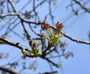 Walnut branch with young leaves and buds in springtime