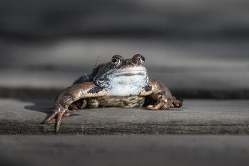 frog on a wooden bridge