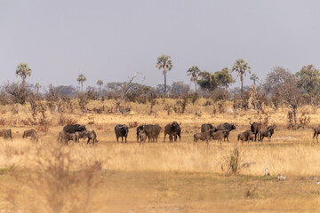 Telephoto shot of a herd of blue wildebeest - Connochaetes taurinus- standing on the Okavango Delta, Botswana.