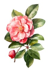 Watercolor illustration of a camellia flower isolated on white background. Generative AI.
