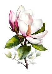 Watercolor illustration of a white magnolia flower isolated on white background. Generative AI.