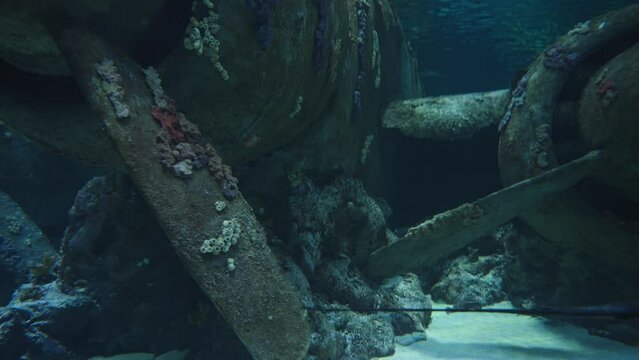 A sunken plane in corals, at the bottom of the sea, a black stingray floats by.