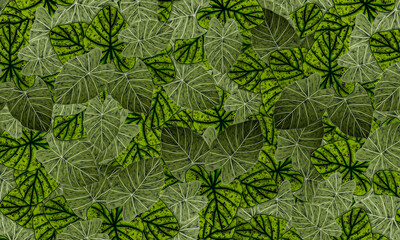 Green  tropical  leaves spring nature wallpaper background