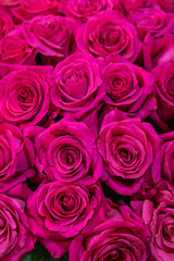 close-up roses texture natural background in pink tones