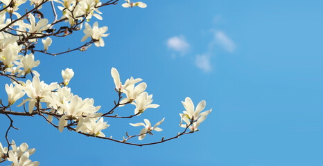 Magnolia bloom against a bright blue sky. White magnolia flowers on the branches. Spring flowering tree against the sky