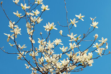 Magnolia bloom against a bright blue sky. White magnolia flowers on the branches. Spring flowering tree against the sky