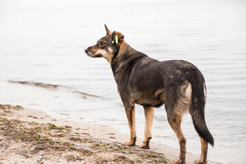 Fototapeta na wymiar dog on beach