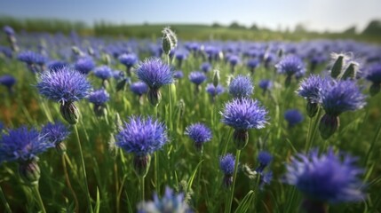 Obraz premium Magic blue cornflower meadow strong blue. Generative ai