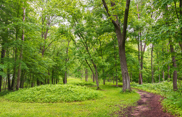 Trail Through the Woods at Effigy Mounds National Monument in Iowa