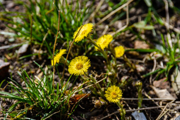 Blooming coltsfoot plant (tussilago farfara) in a forest at early spring