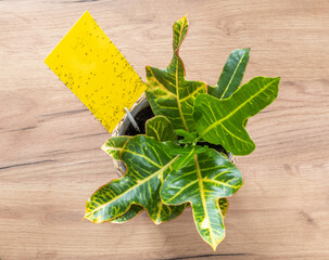 pests of potted plants fungus gnats