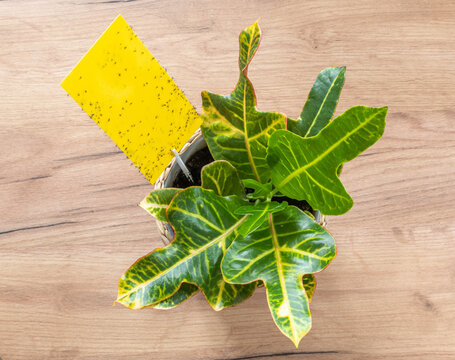 pests of potted plants fungus gnats