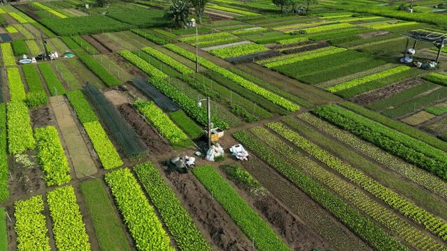 Descending drone footage above Tra Que vegetable village in Quang Nam province, Vietnam. Famous place for good frest product, those farmer don t use any chemical 2-3