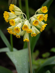 Cowslip flowers in full bloom