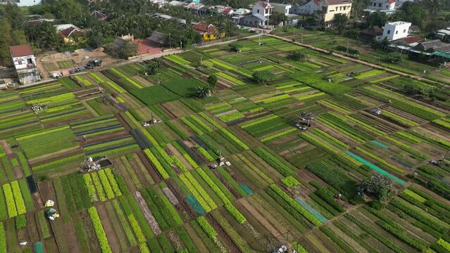 Descending drone footage above Tra Que vegetable village in Quang Nam province, Vietnam. Famous place for good frest product, those farmer don t use any chemical 1-3