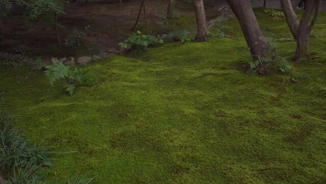 There is a long tradition in Buddhist temples in Japan that is the cultivation of hundreds of types of mosses, these are cared for over the years so that they have a unique color and shape.