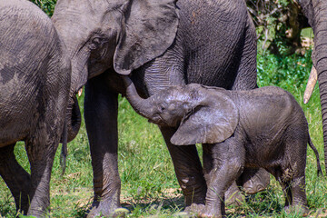 African elephant calf cajoling its mother to concede allowing a drink.   - obrazy, fototapety, plakaty