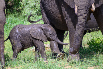 African elephant calf approaching its mother after having a mud bath  