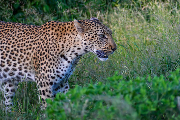 Fototapeta na wymiar Young leopard on the move through the lush greenery after the good rains