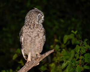 Spotted Eagle Owl sitting at night perched on an open branch while scanning for prey. 