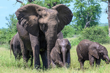 African elephant breeding herd moving across the plains with many young calves.