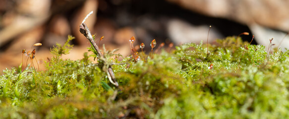 コケについた水滴をマクロレンズで撮影