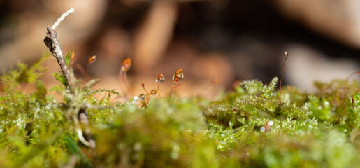 コケについた水滴をマクロレンズで撮影