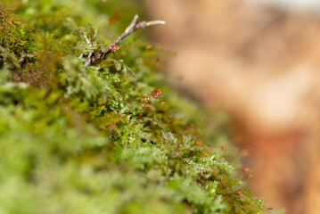 コケについた水滴をマクロレンズで撮影