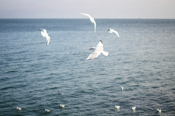 seagulls in flight
