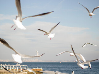 seagulls flying over the sea