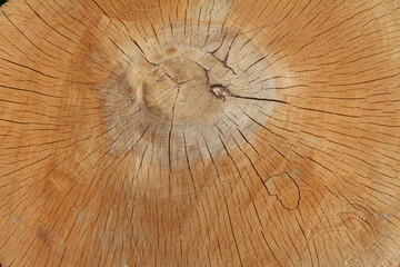 Neutral brown hardwood background. A large piece of tree trunk.