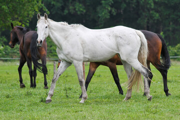 Fototapeta premium angemagertes Pferd