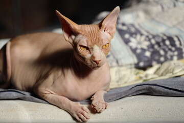 Fototapeta na wymiar naked cat lies on the bed